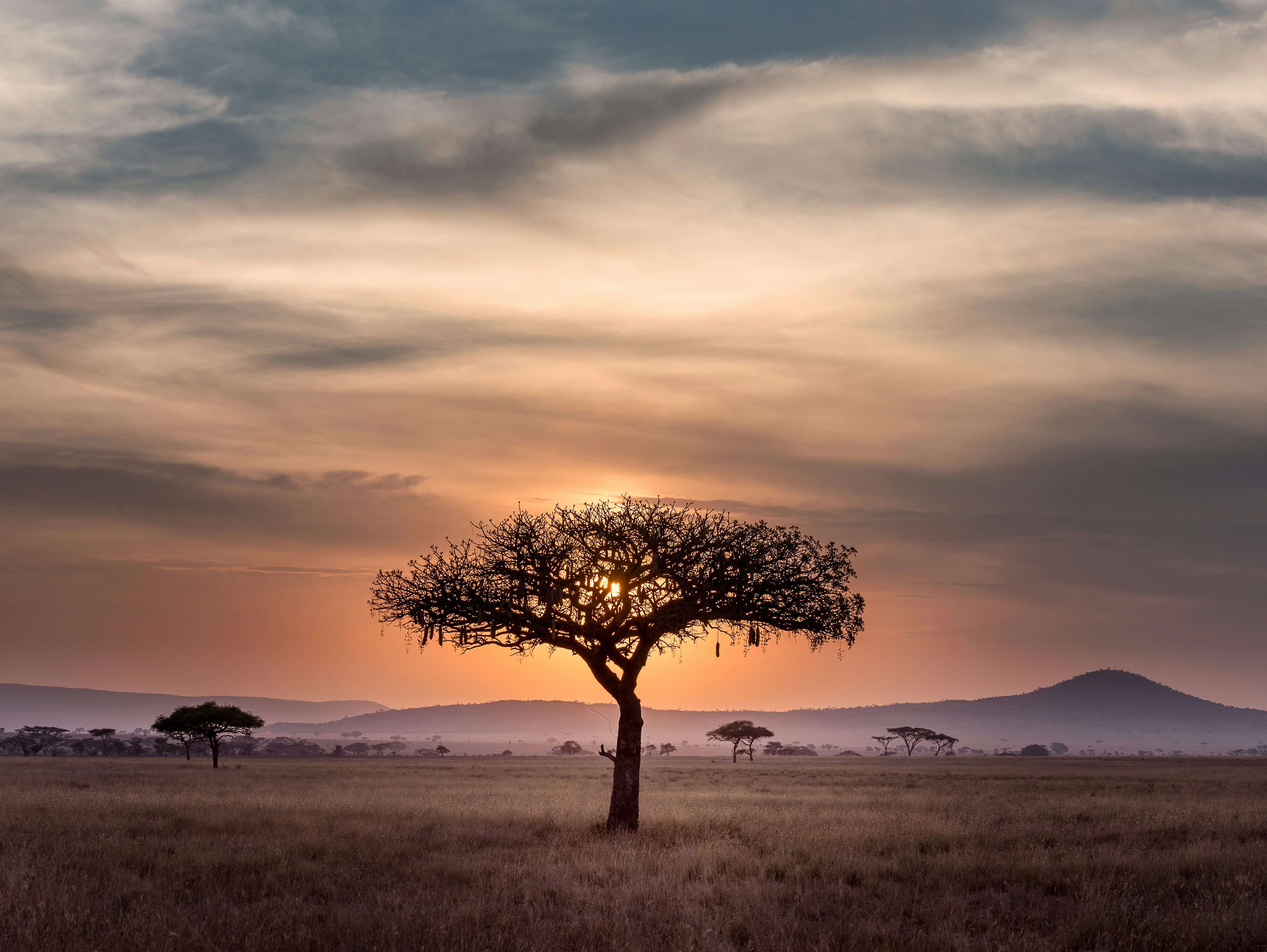 Stunning African sunset with silhouetted acacia trees