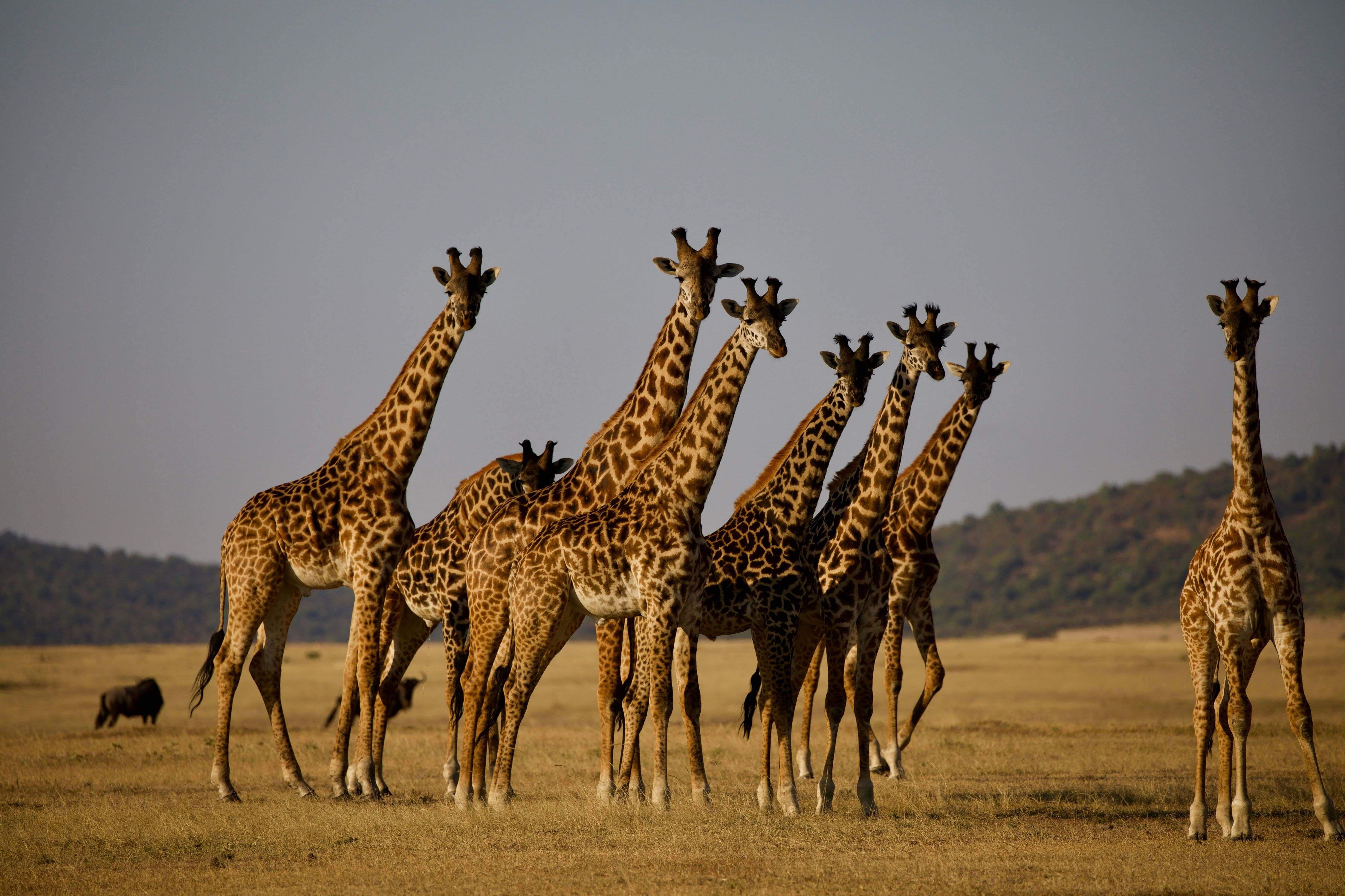Great migration in Maasai Mara