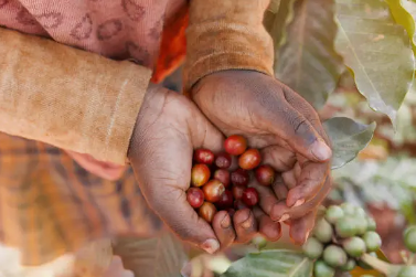 Coffee plantation tour