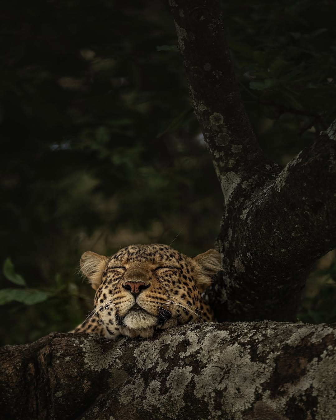 Safari game drives in the Serengeti