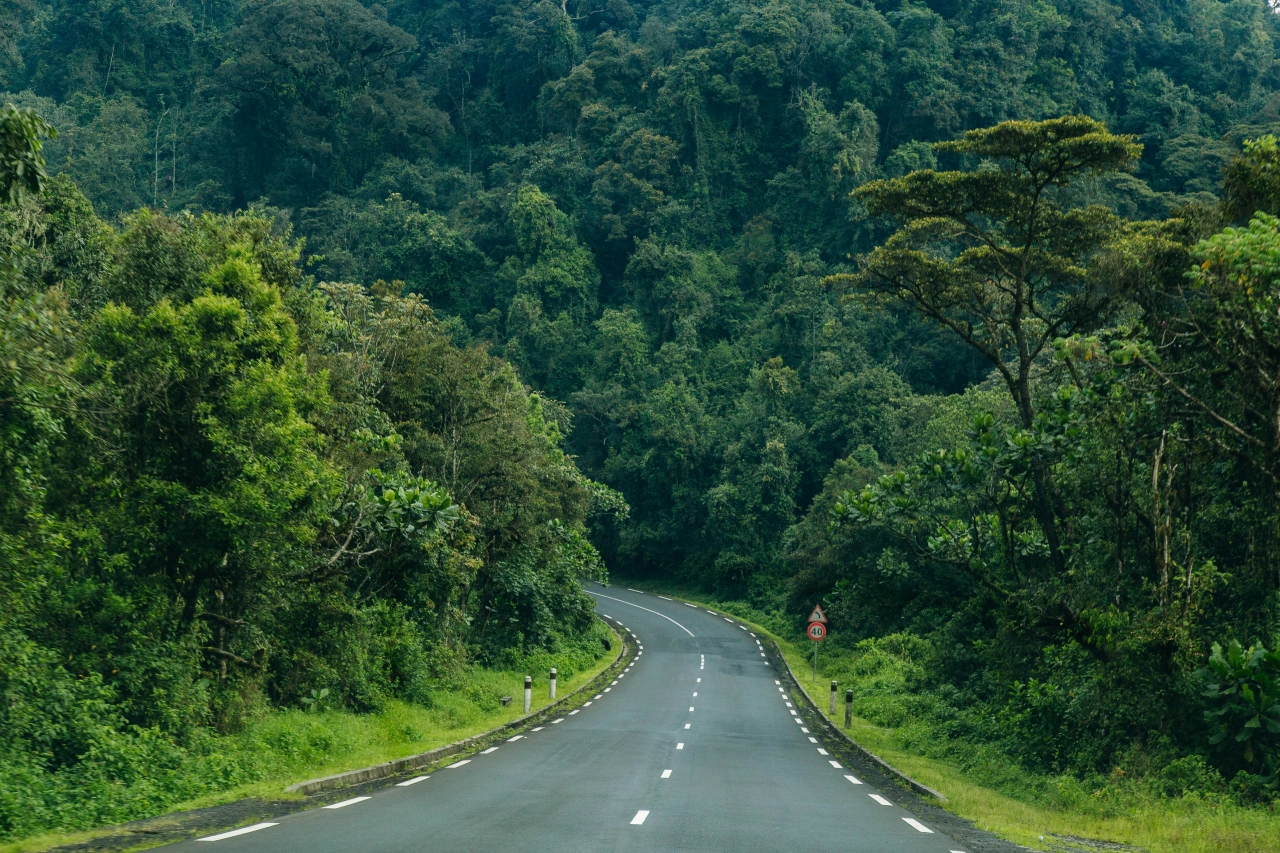 Canopy walkway in Nyungwe Forest