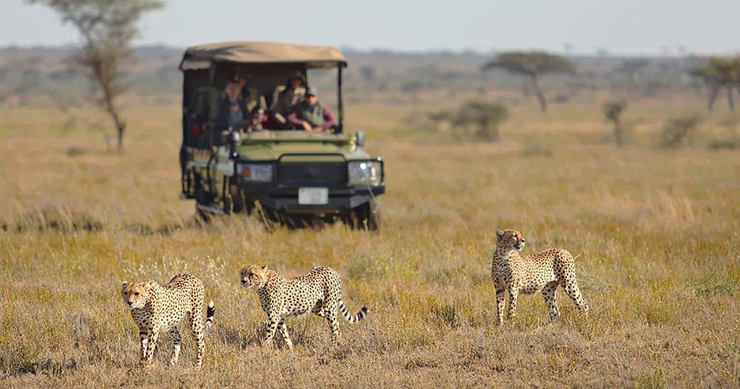 Safari experience