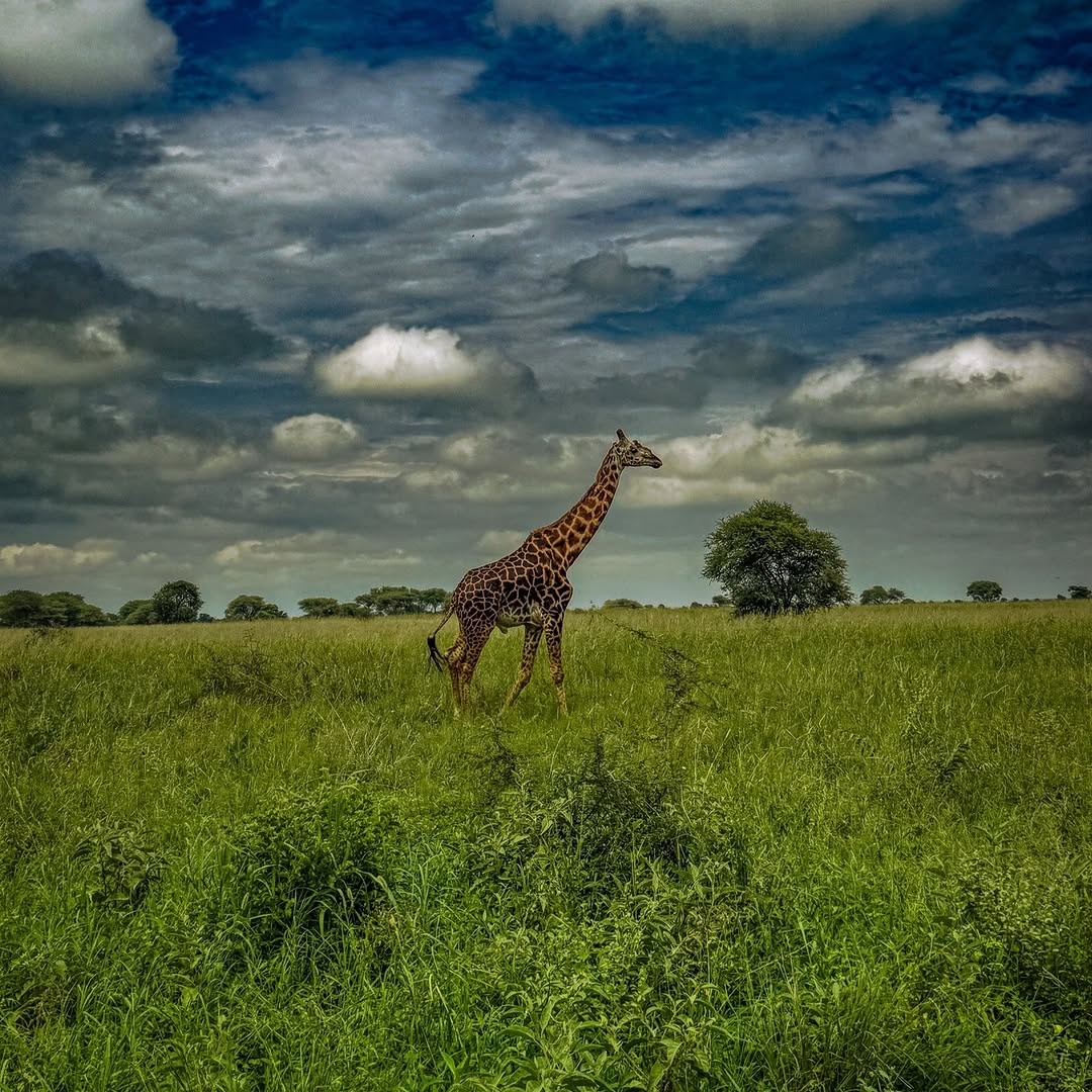 Giraffe silhouette
