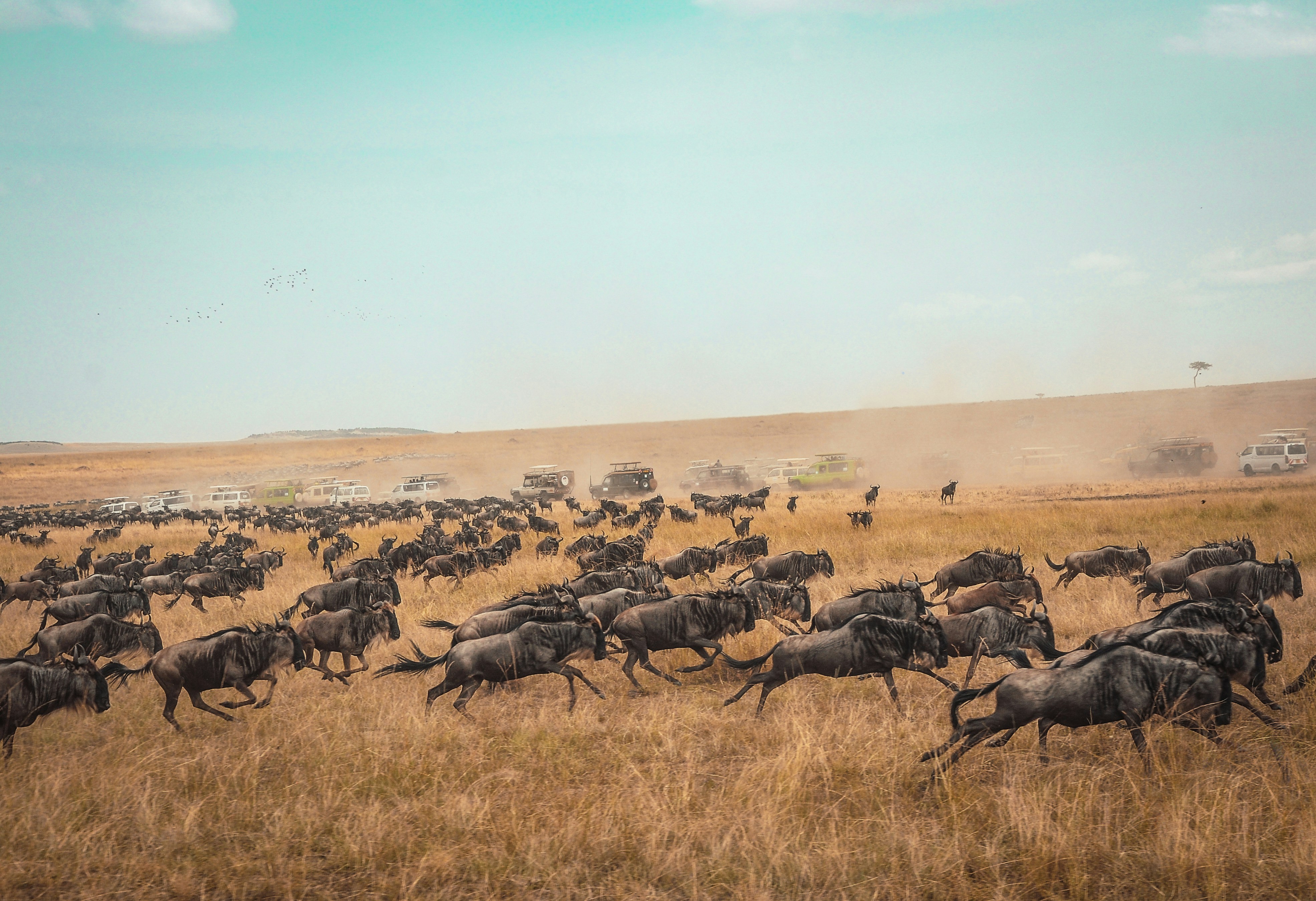 Wildebeest migration crossing a river
