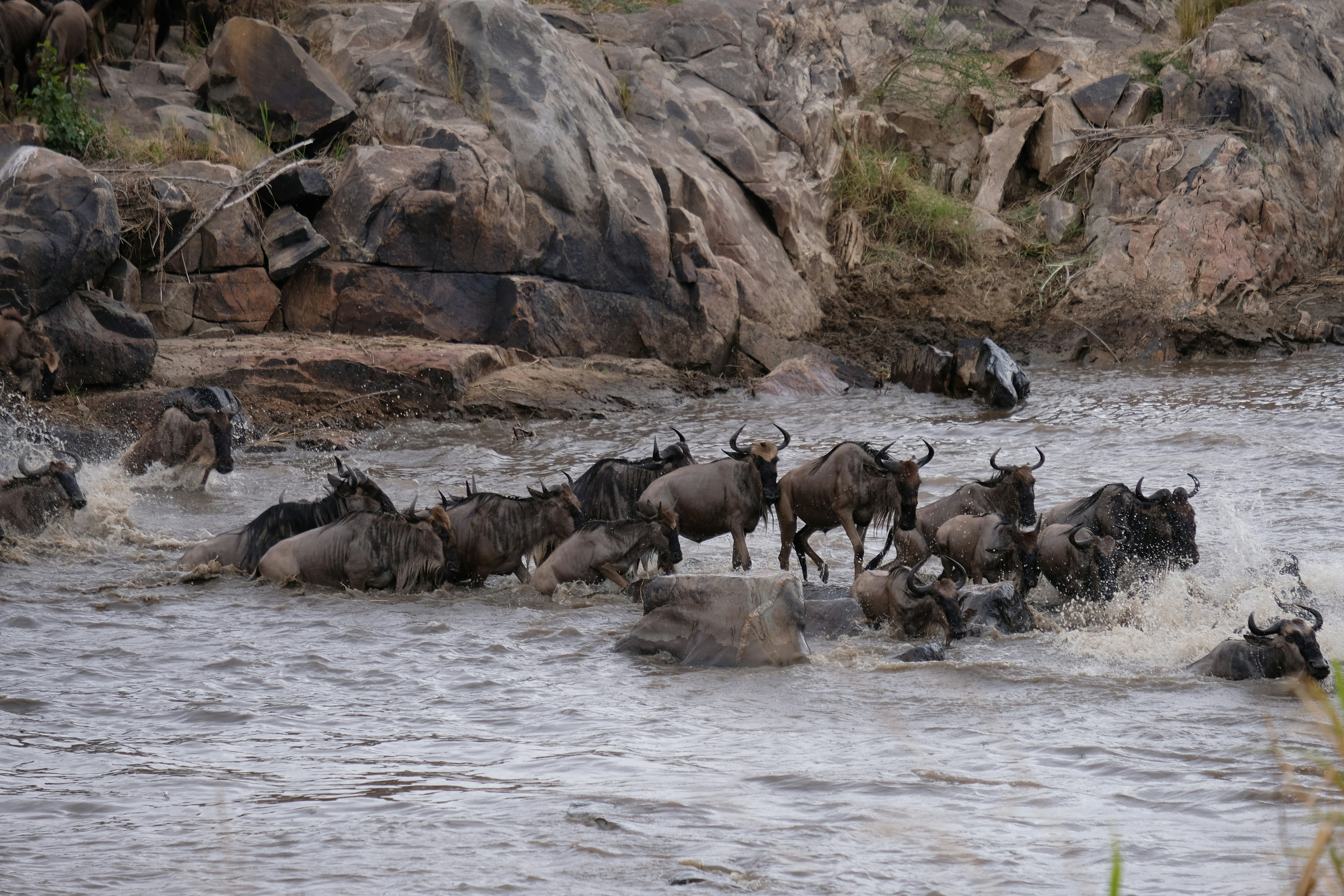 wildbeest in running in the Serengeti