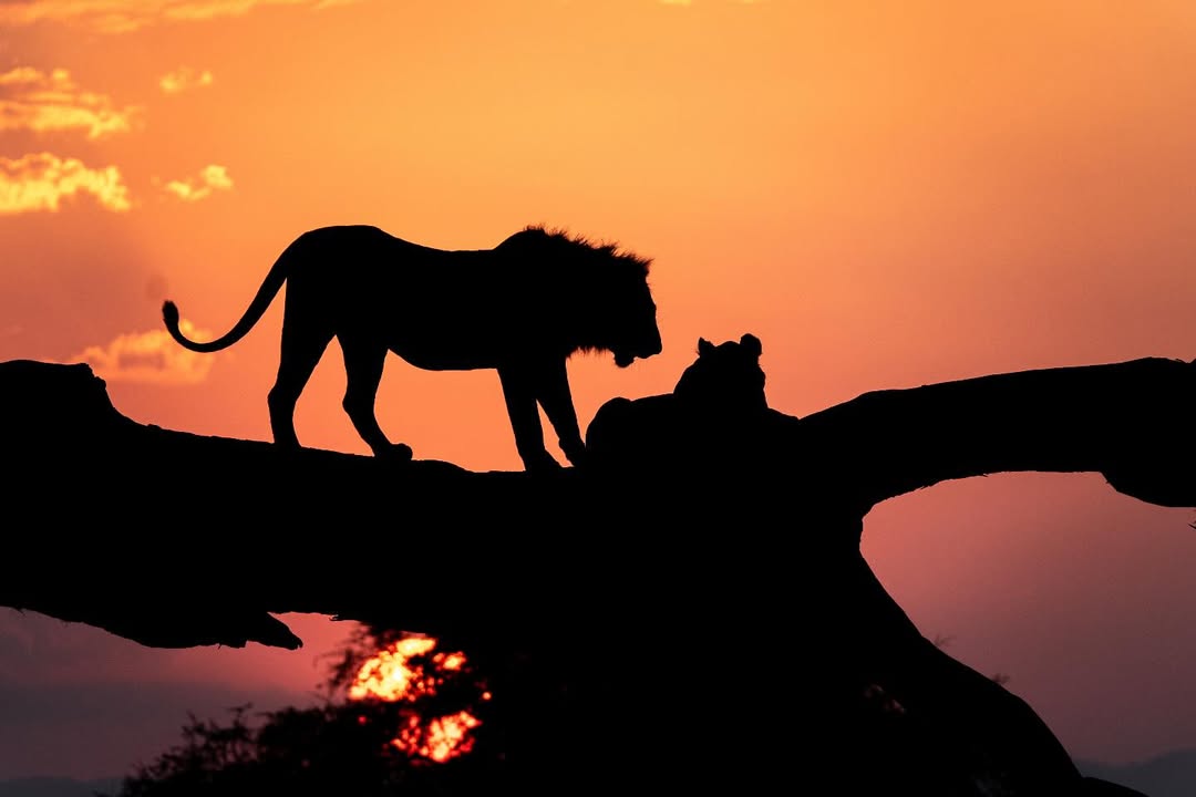 Serengeti wildlife