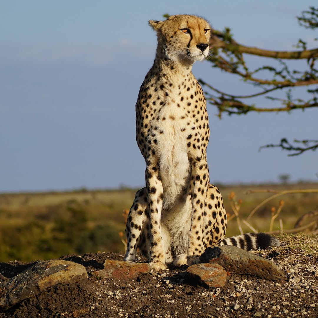 Cheetah on the hunt