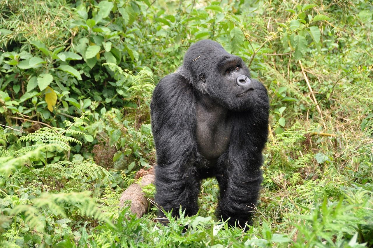 Mountain gorilla in Volcanoes National Park