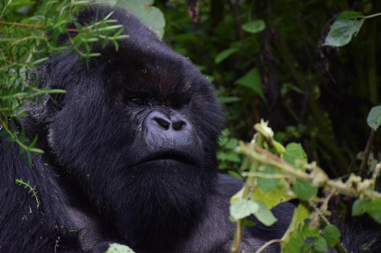 Rwanda