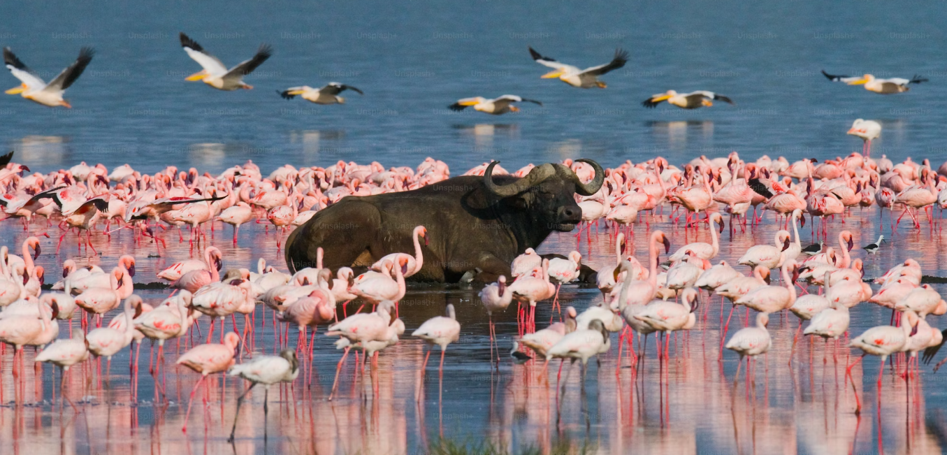 Lake Nakuru