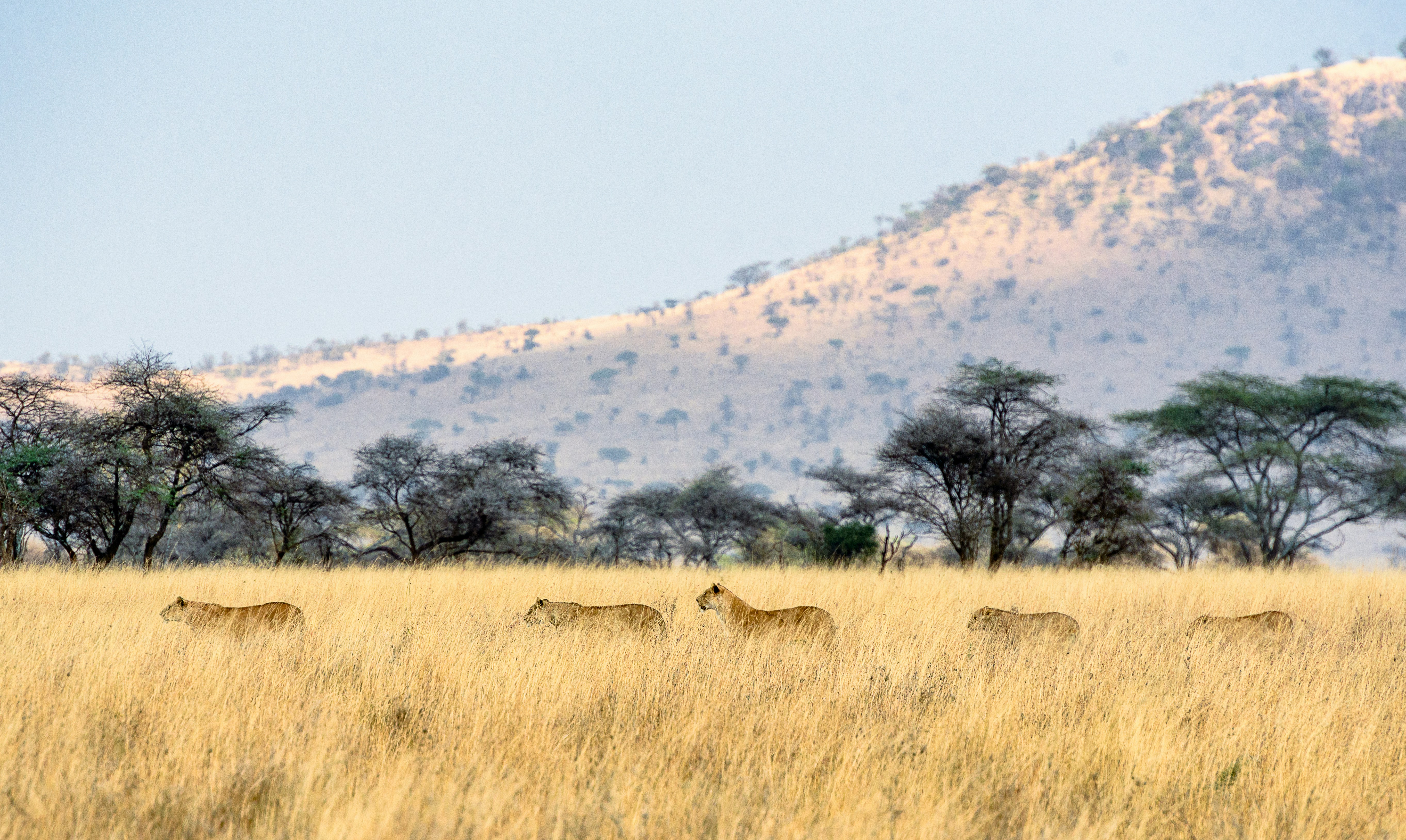 Lion in action during hunt