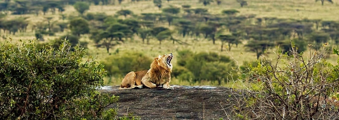 Kenya landscape