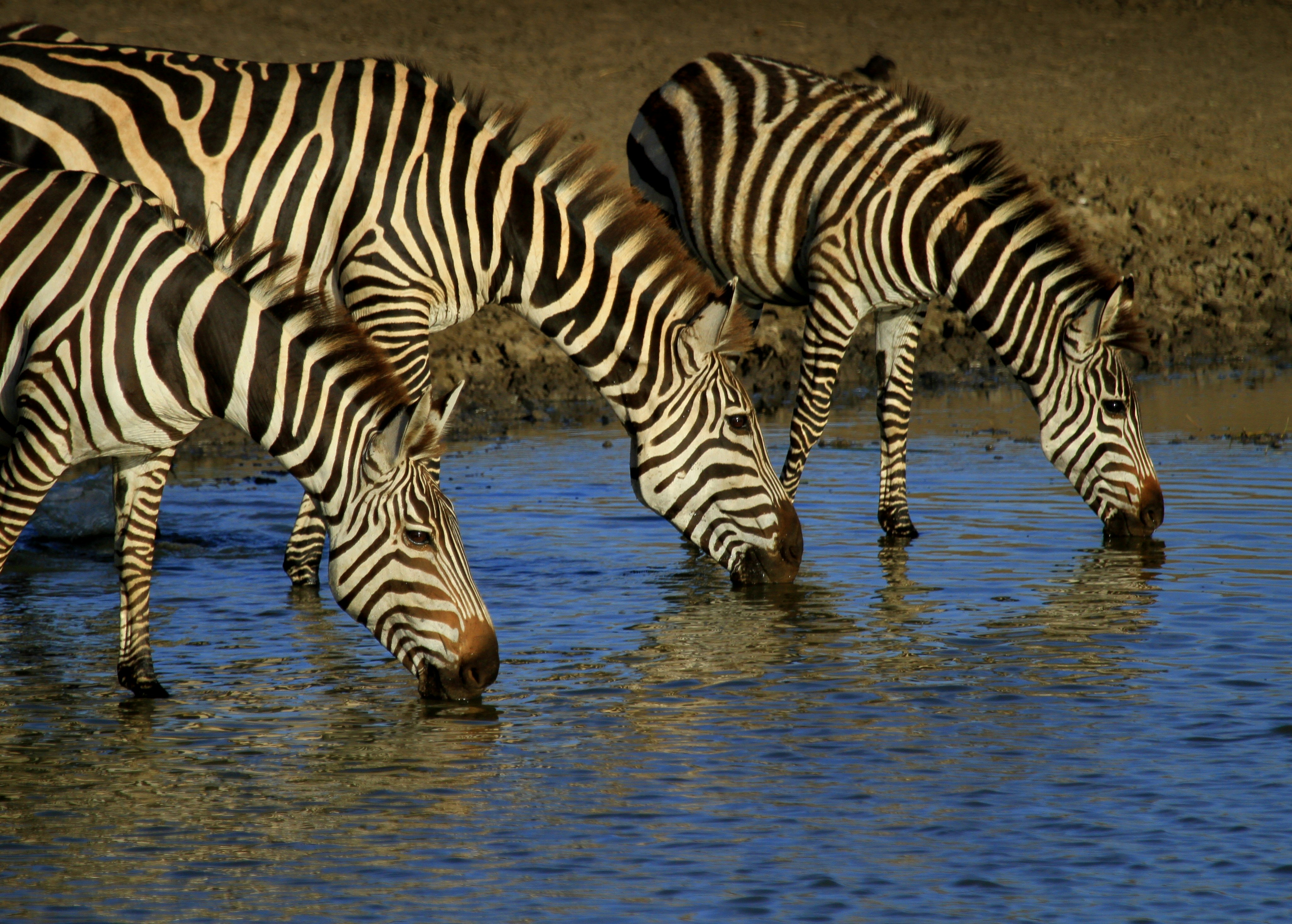Aerial view of the migration