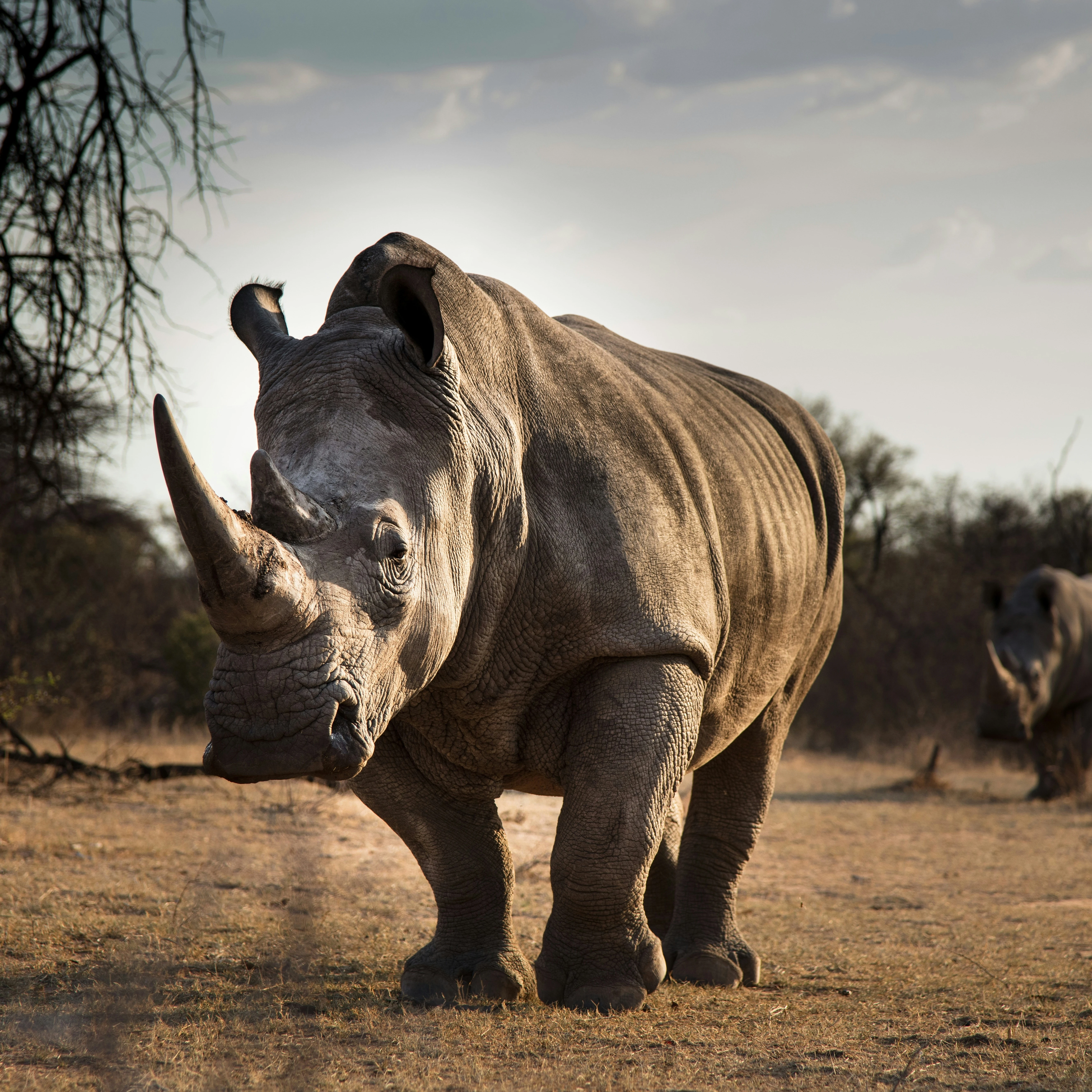 Maasai Mara Rhinos