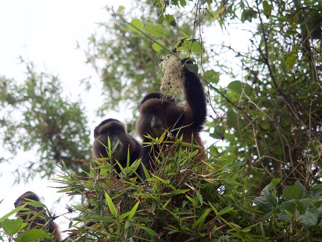 Golden monkey trekking