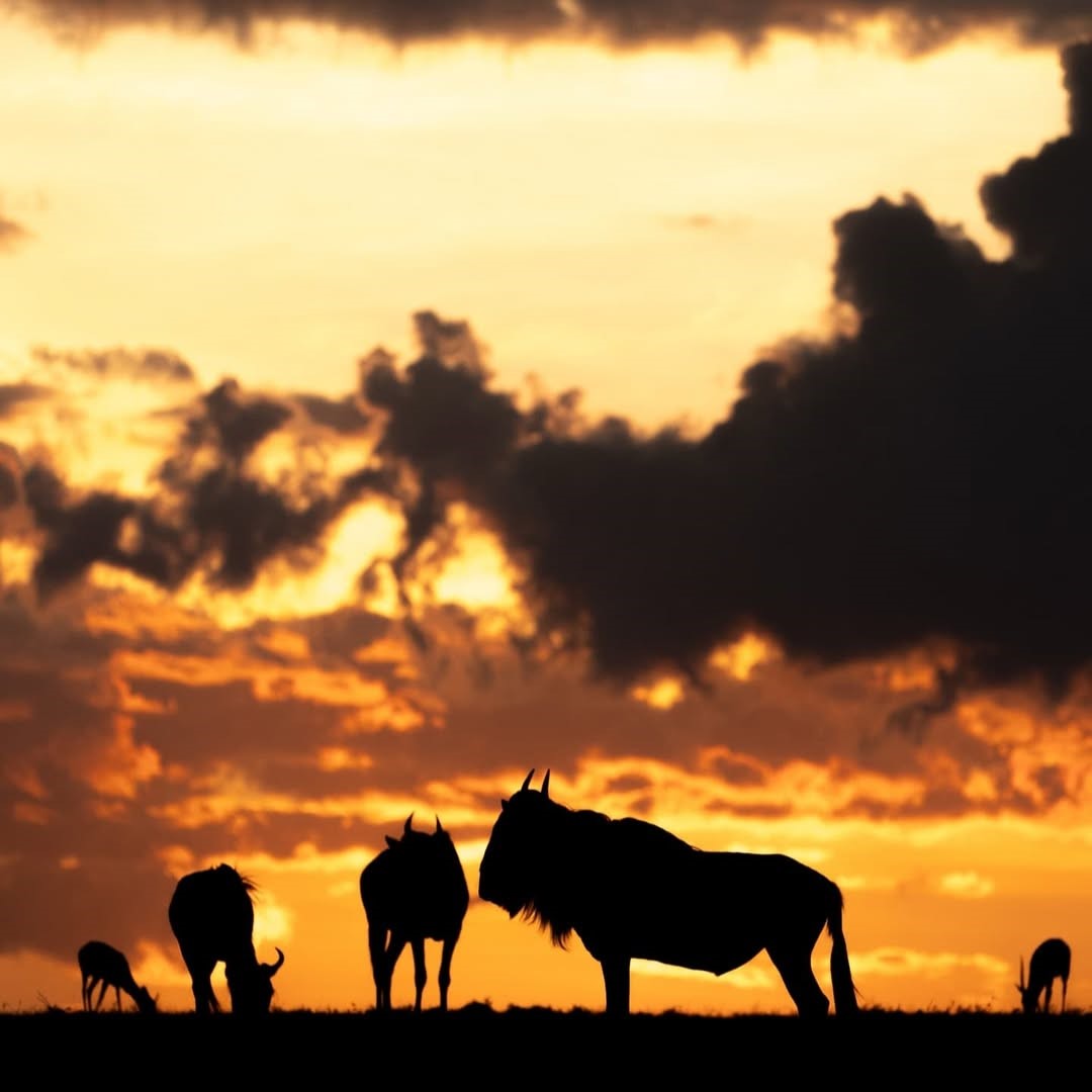 Sundowner in the bush
