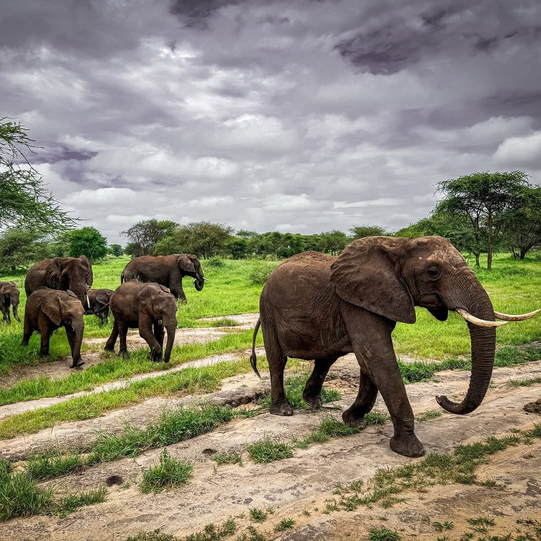 Elephant herd Family