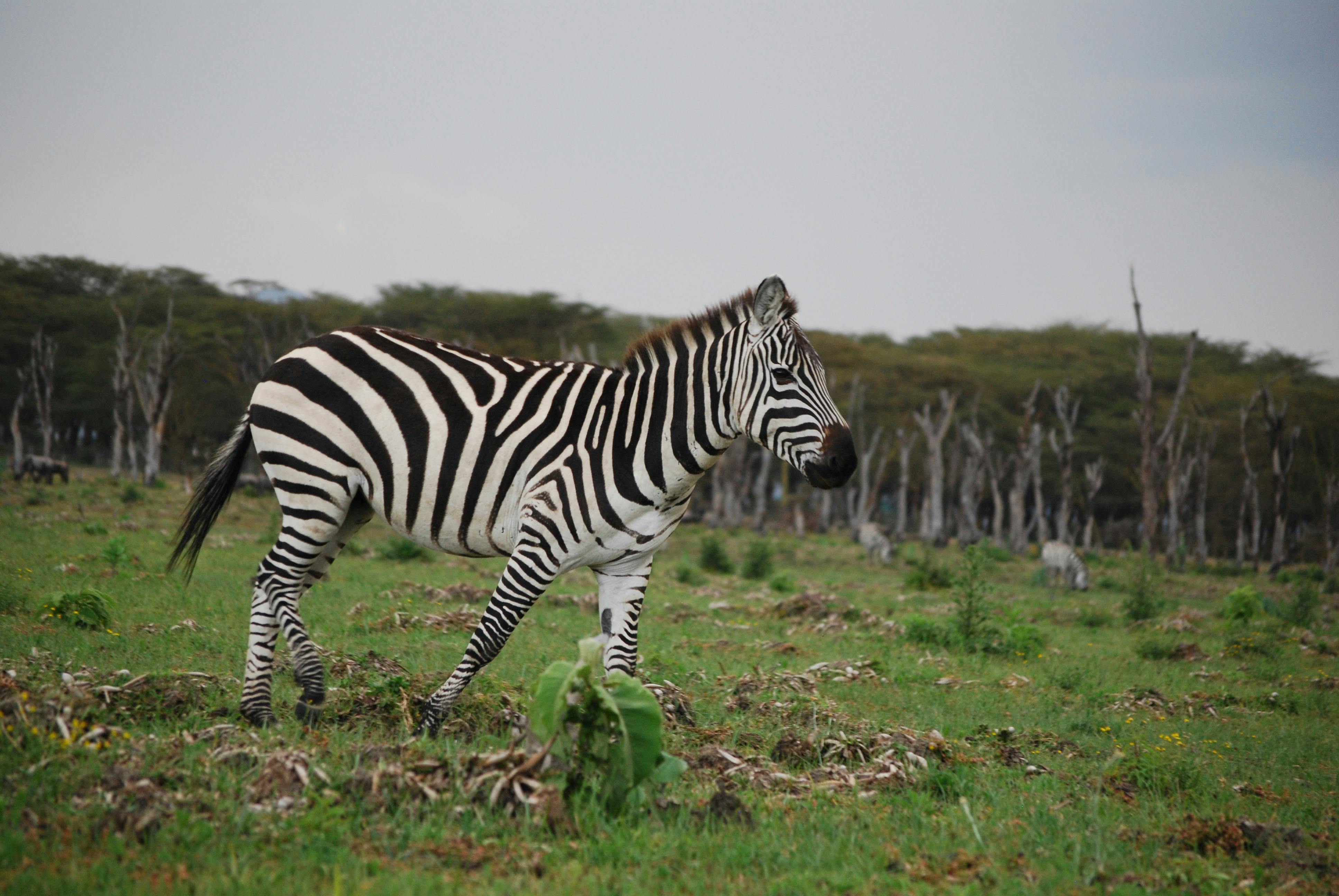 Wildlife photography example