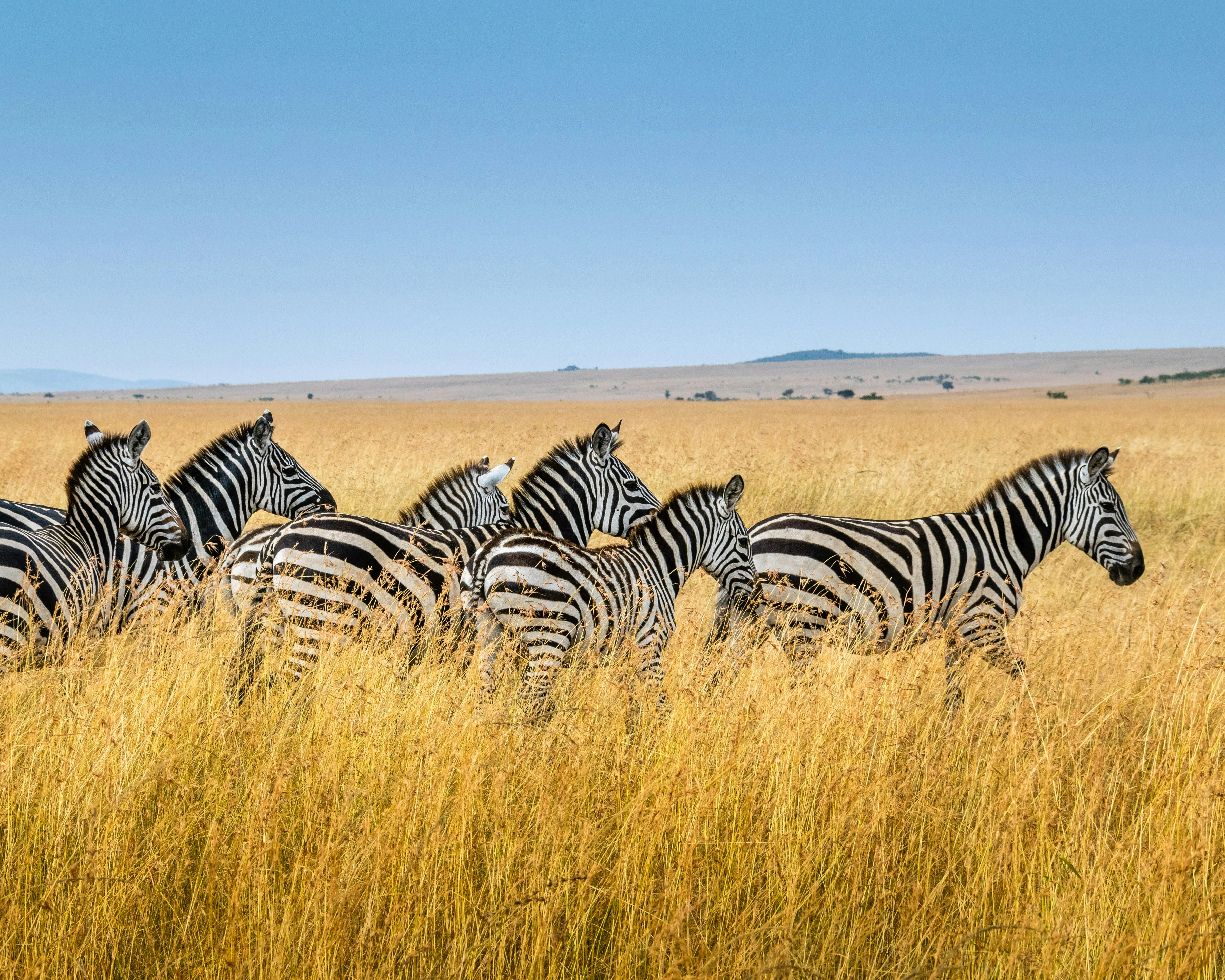 Zebra crossing